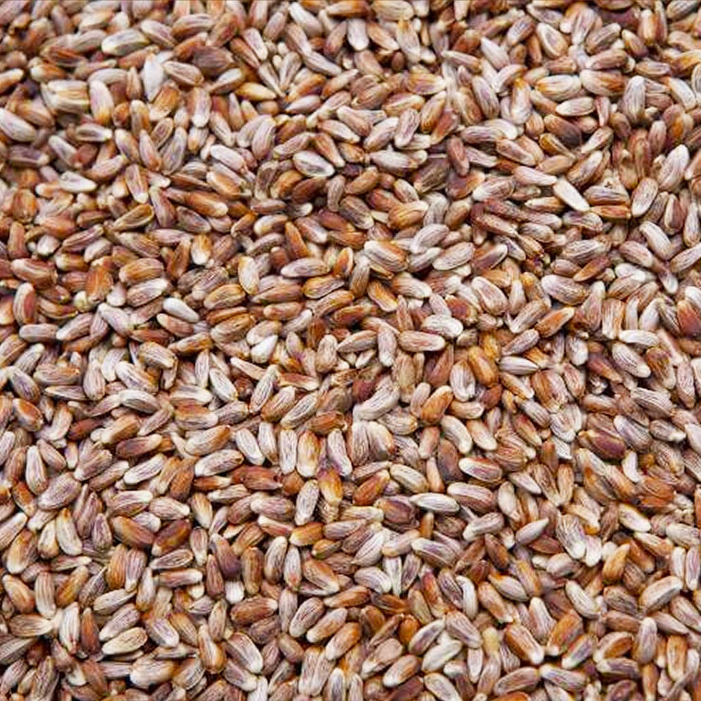Safflower Seed Wild Bird Food Y90044