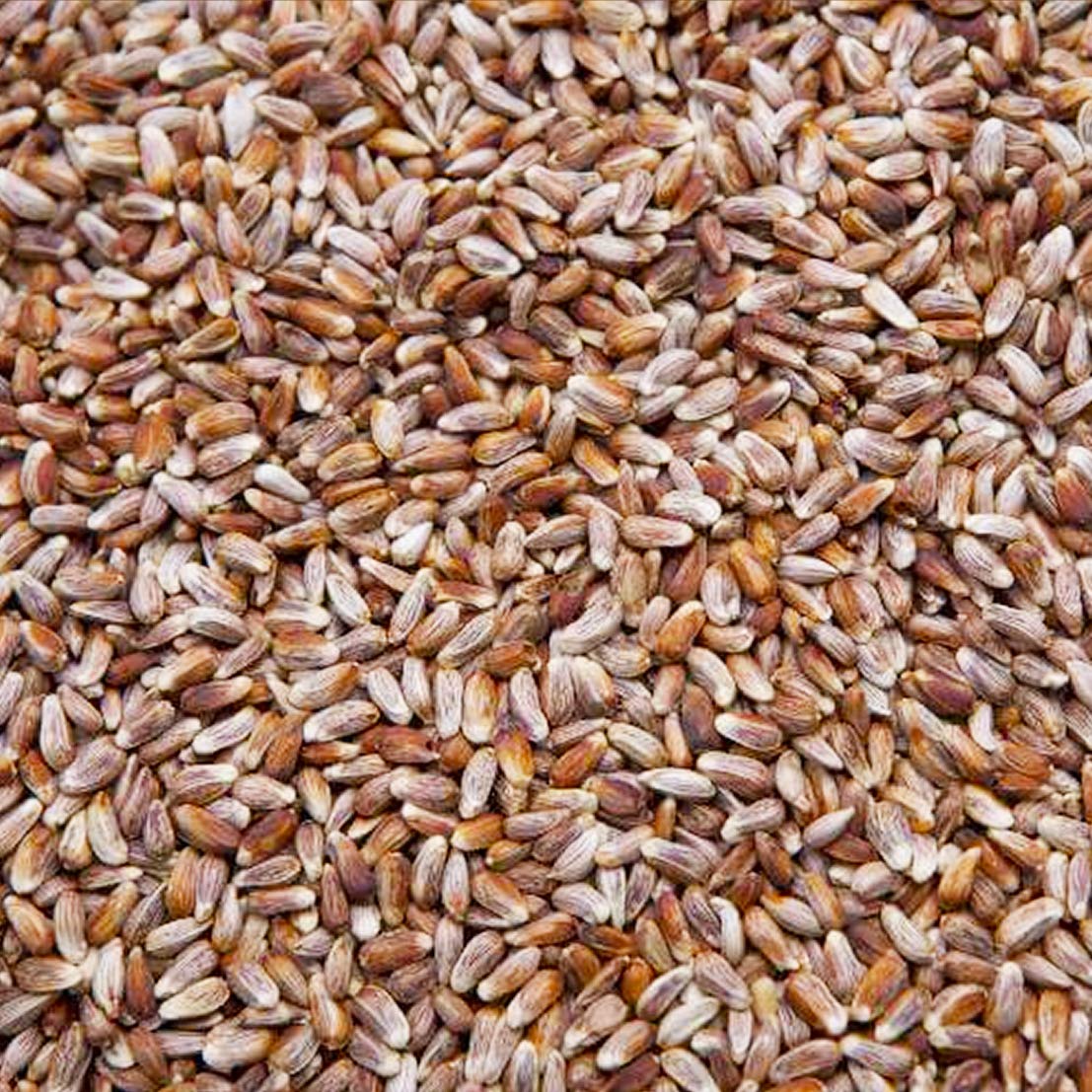 Safflower Seed Wild Bird Food Y90044
