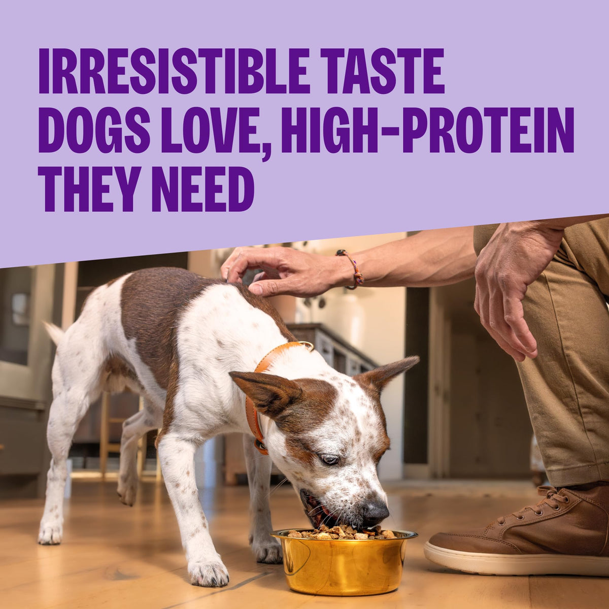 Sensitive Skin and Stomach Dry Dog Food with Freeze Dried Pieces, 4 lb Bag B7319