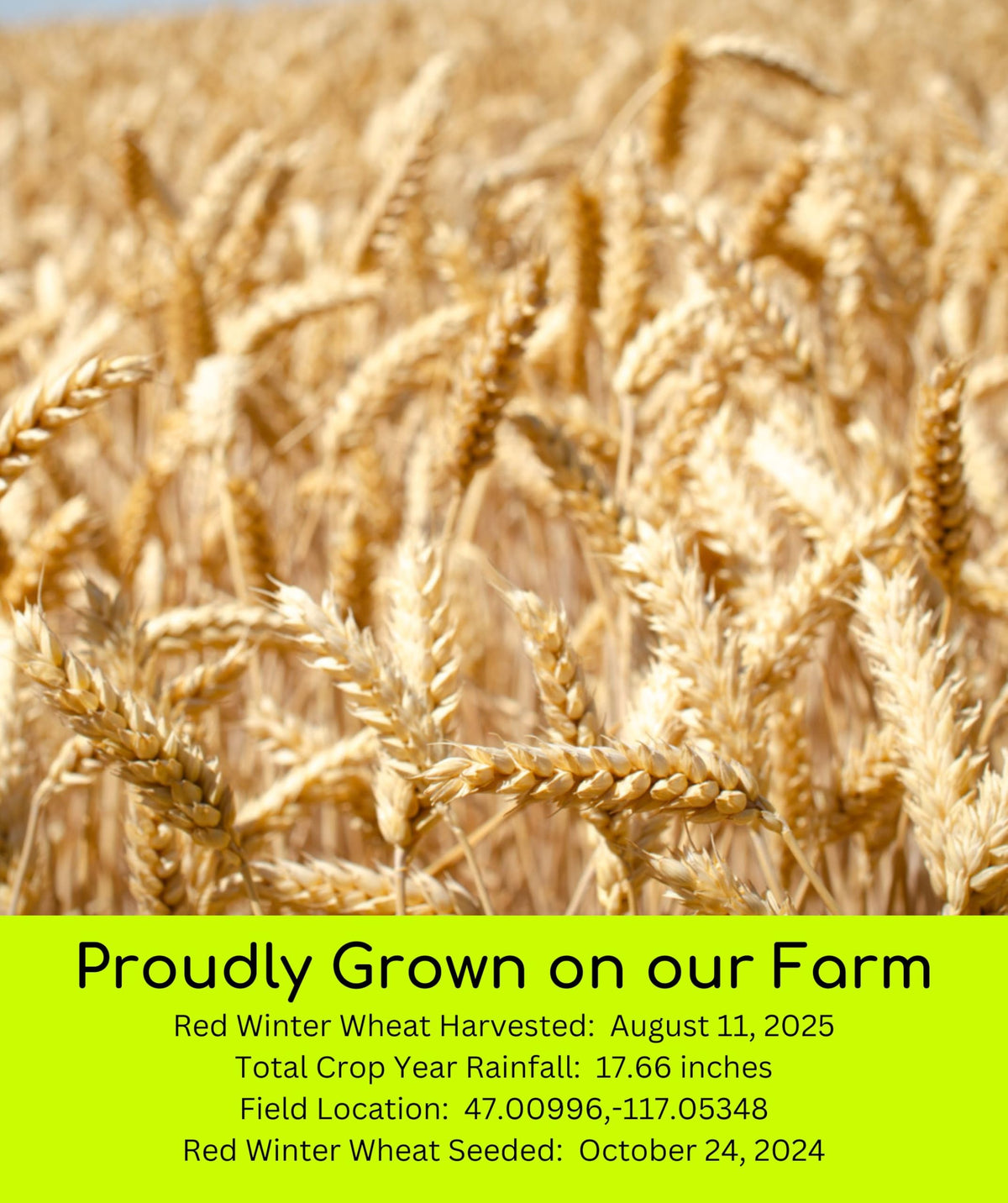 Hard Red Winter Wheat Berries 25 LBS Bag Sproutable Non-GMO Kosher R68561