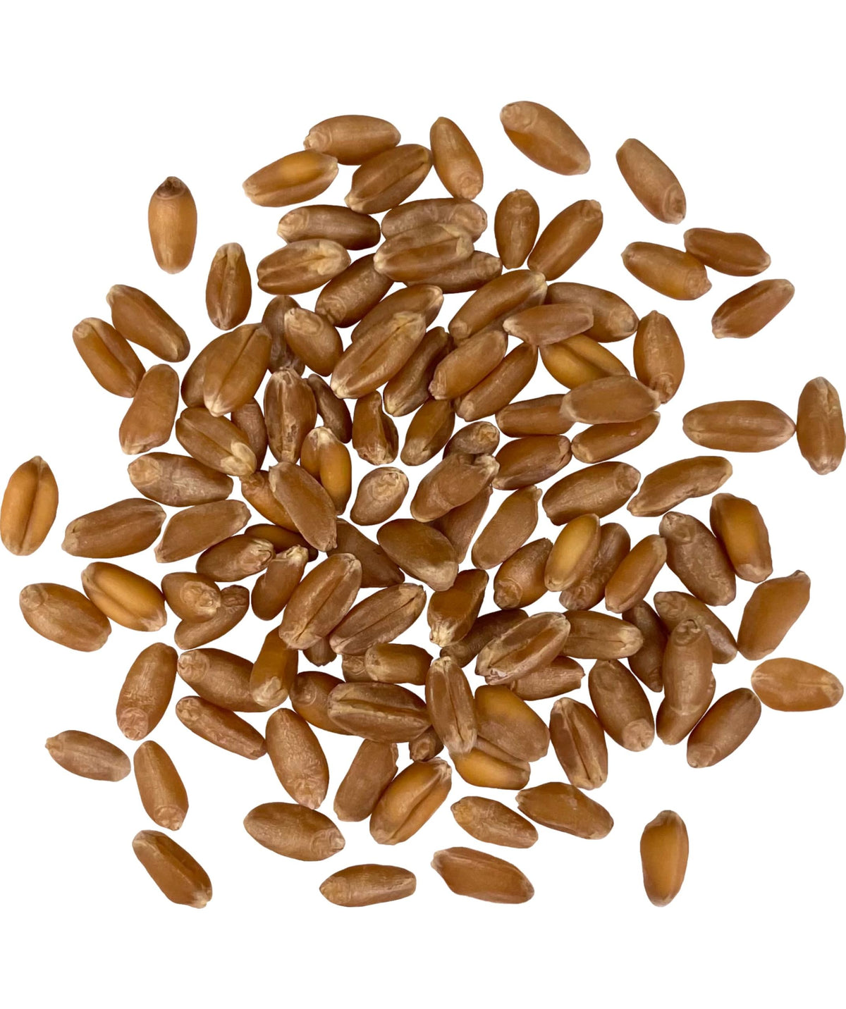 Hard Red Winter Wheat Berries 25 LBS Bag Sproutable Non-GMO Kosher R68561