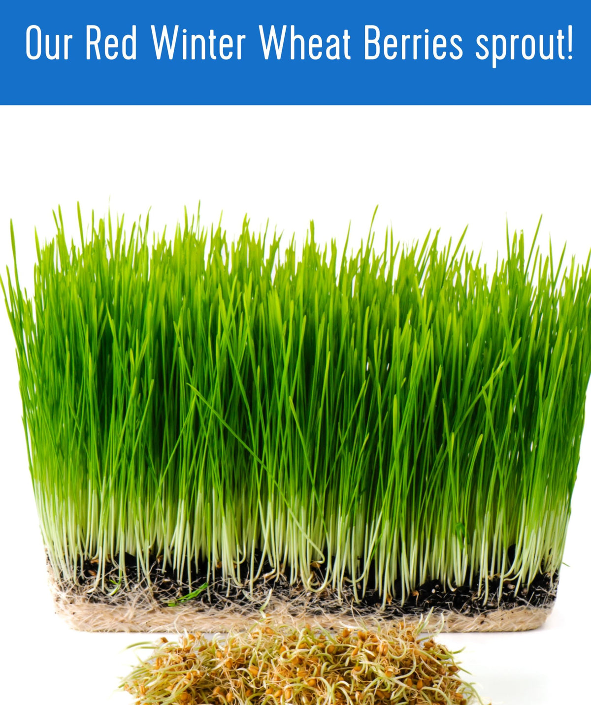 Hard Red Winter Wheat Berries 25 LBS Bag Sproutable Non-GMO Kosher R68561