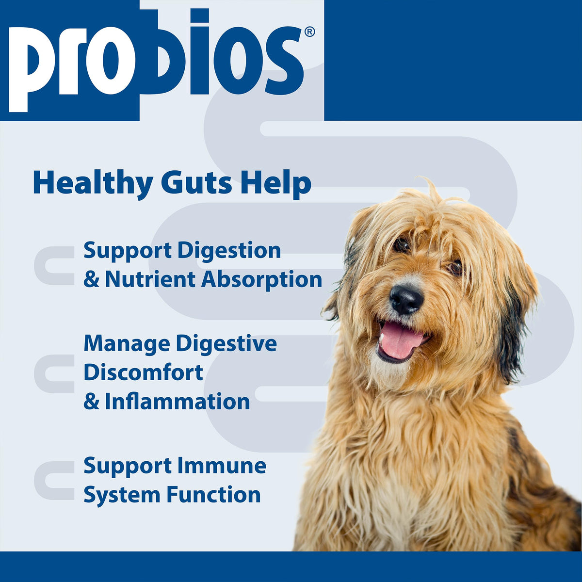 Digestive Dog Tabs 45 chewable tablets N5102
